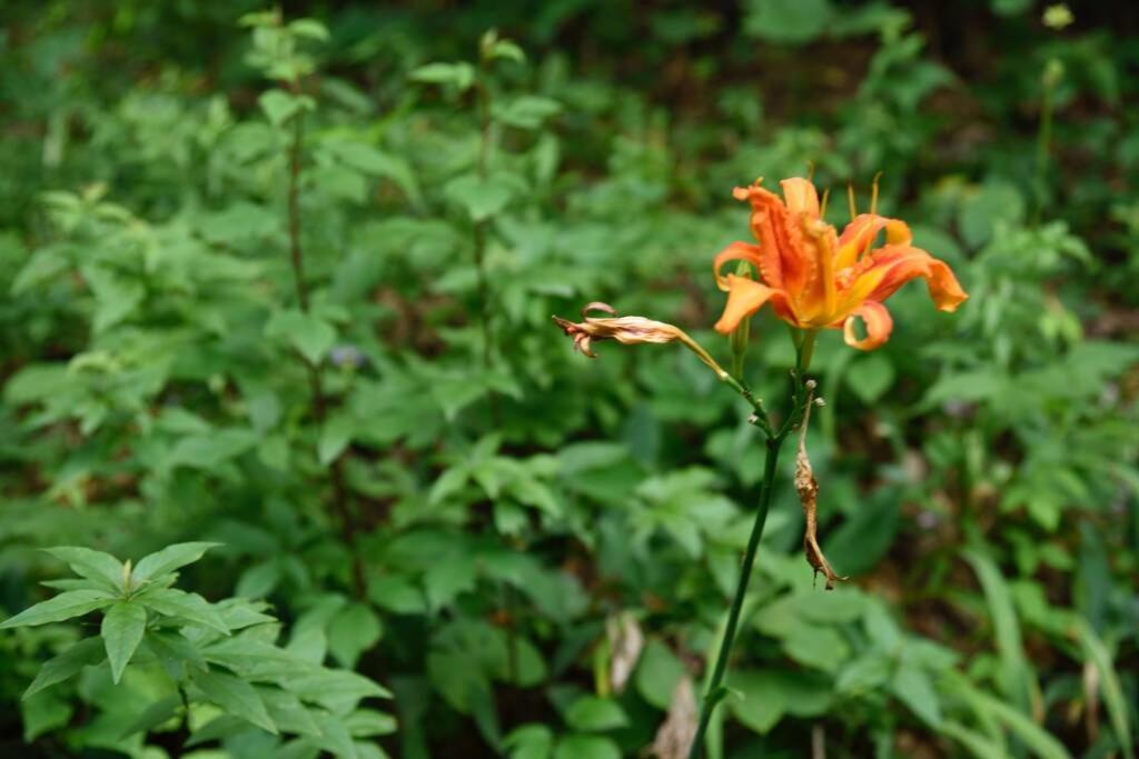 Fox Trot Cabin Meadows of Dan Экстерьер фото